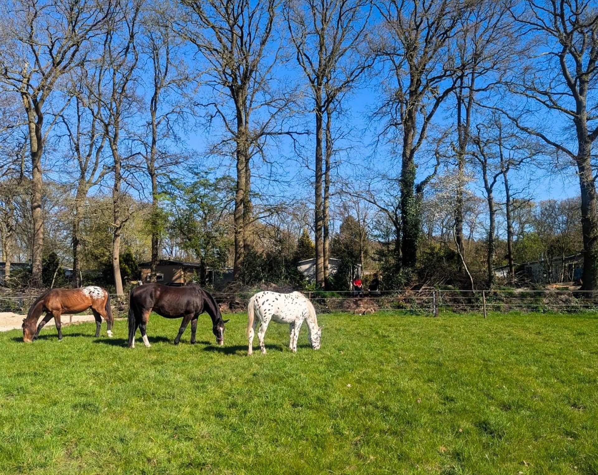 Hotel Chique Chalet Met Zicht Over De Weilanden Op De Veluwe Эпе Экстерьер фото